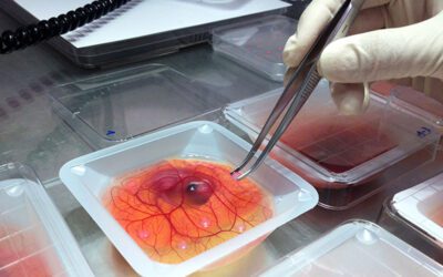 The Uses of CAM Assay Angiogenesis Analysis Software