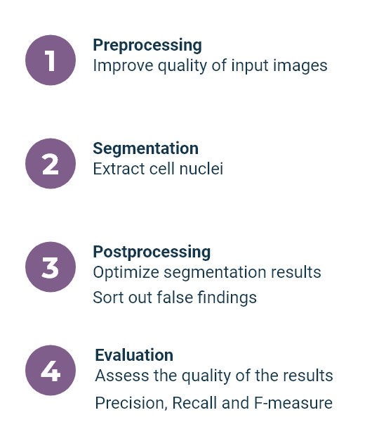 nuclei segmentation stages