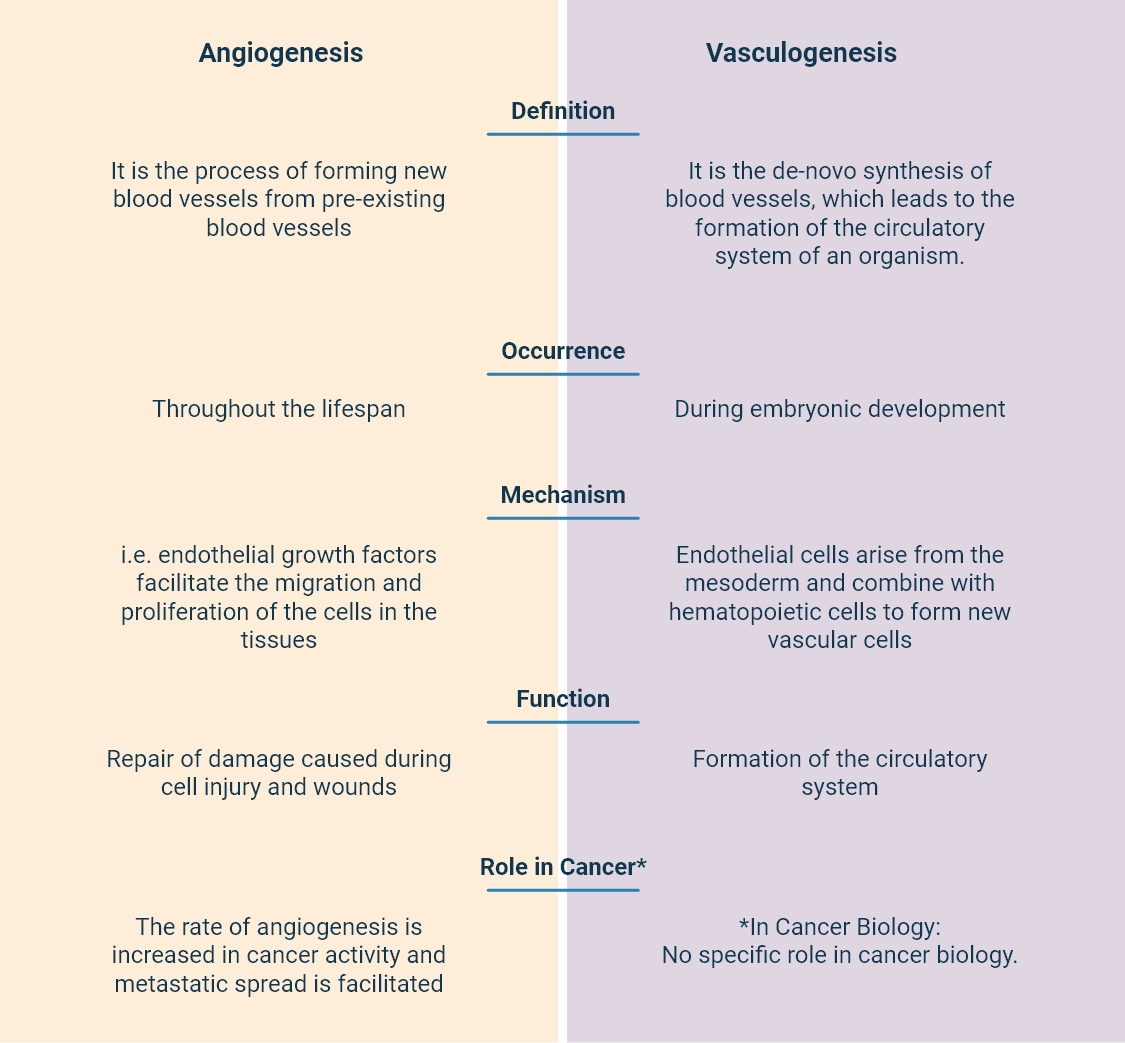 How does angiogenesis differ from vasculogenesis