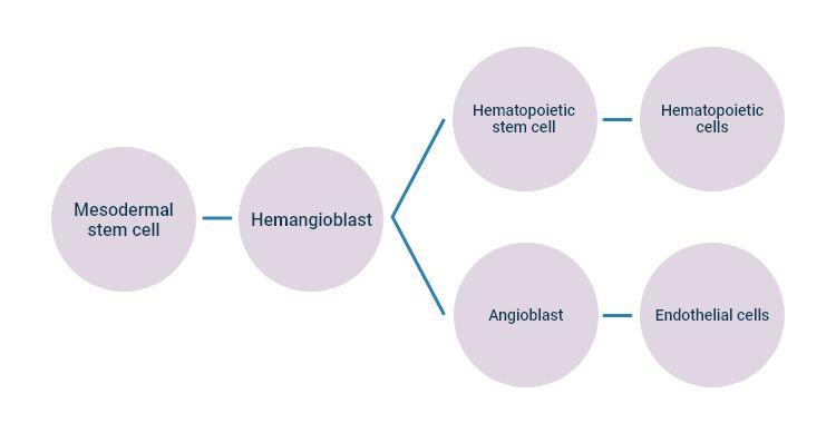 the origin of endothelial cells