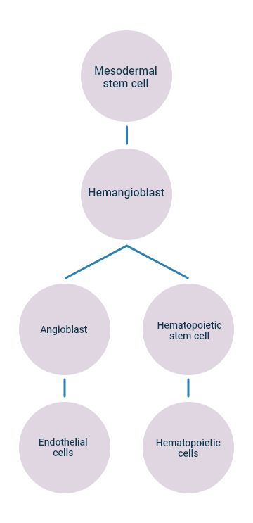 the origin of endothelial cells