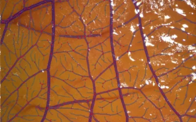 IKOSA Prisma in Action: Assessing Angiogenesis Hallmarks Within the CAM Assay Model