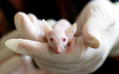 Inspiring Hope: How The 3Rs Framework and the CAM Assay Model Set New Standards in Animal Testing