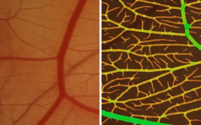 Glycosaminoglycans Modulate the Angiogenic Ability of Type I Collagen-Based Scaffolds by Acting on Vascular Network Remodeling and Maturation