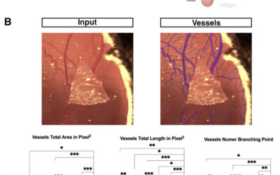 In Vitro and In Ovo CAM Model Evaluation of Periosteum-Derived Micrografts