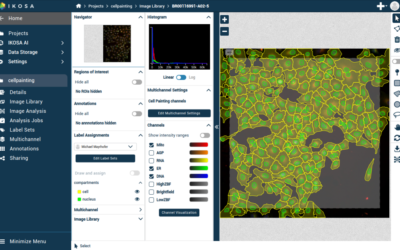 Automated Morphological Profiling via Deep Learning-Based Segmentation for High-Throughput Phenotypic Screening