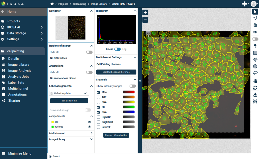 Automated Morphological Profiling via Deep Learning-Based Segmentation for High-Throughput Phenotypic Screening