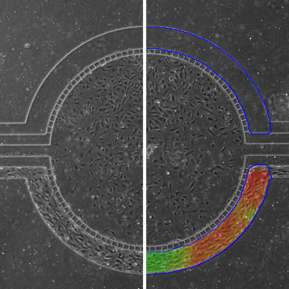 Lumen Standardization IKOSA Prisma microscopy image analysis software